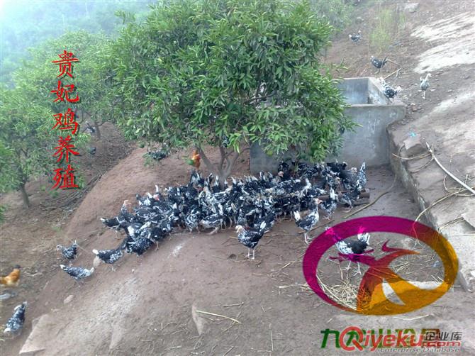 貴州貴妃雞苗-脫溫貴妃雞苗-廠家直銷(xiāo)價(jià)位低