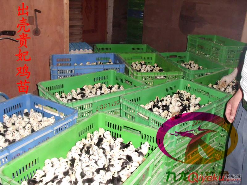 貴州貴妃雞苗-脫溫貴妃雞苗-廠家直銷價位低