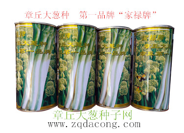 章丘大蔥種子 抗重茬抗倒抗霜 高產(chǎn)新品種 家祿三號(hào) 大蔥種子原始圖片2