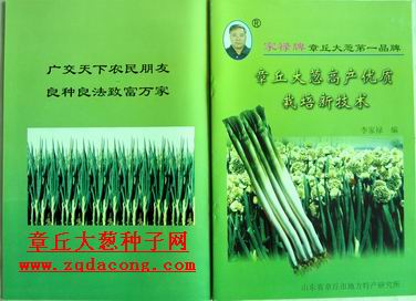 日本晚抽一本大蔥種子 日本鐵桿大蔥種子 日本井岡日本鋼蔥種子 