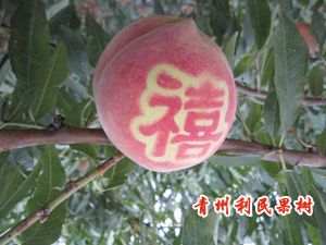 青州利民果樹之鄉(xiāng){zx1}桃苗培育，映霜紅桃苗，晚熟高產(chǎn)，春節(jié)上市