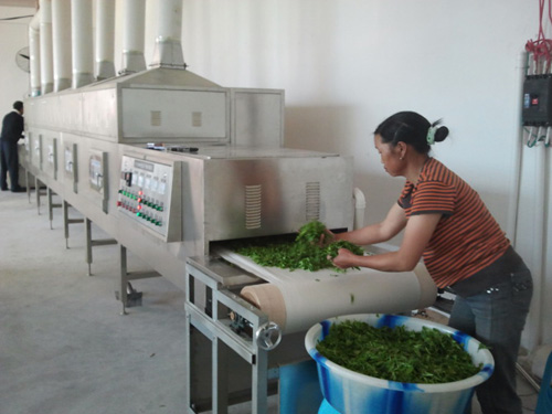 供應微波茶葉殺青機（茶葉殺青機）原始圖片2