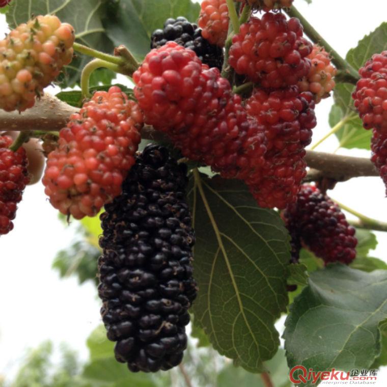菜桑苗 桑芽菜苗