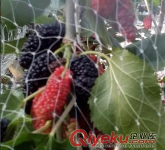 果桑種植原始圖片3