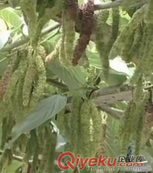 長果桑苗原始圖片2