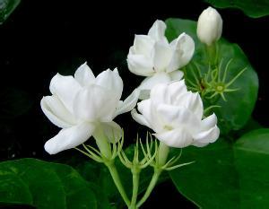 茉莉花