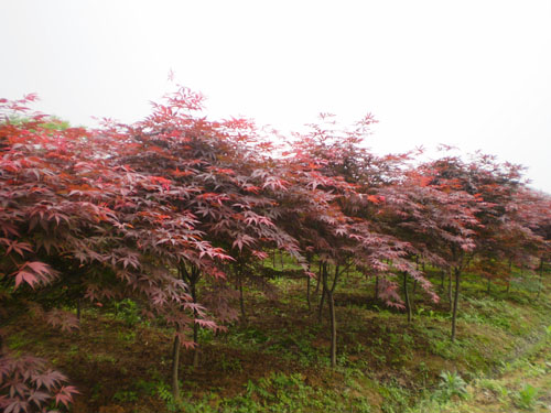 紅楓