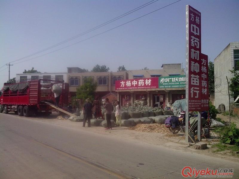 桔梗各種規(guī)格大貨，桑椹子各種規(guī)格，板藍(lán)根種子，桔梗種子 等大貨。