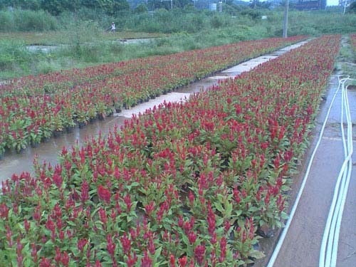 東莞園林綠化|時(shí)花