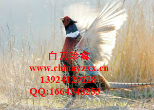 怎么養(yǎng)殖七彩山雞，供應(yīng)七彩山雞苗批發(fā)，七彩山雞苗價格市場原始圖片2