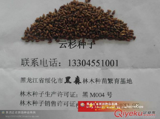 供應(yīng)云杉.糖槭.白樺.水曲柳.蒙古櫟.五角楓.榆樹.以上苗木[胸經(jīng)5--20cm]大量.