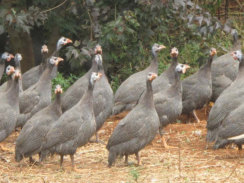 昆明生態觀光園,昆明農家樂