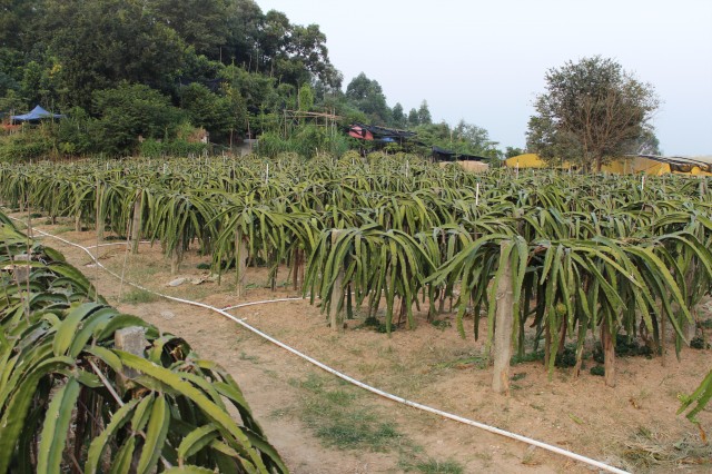 大夫山燒烤場(chǎng)