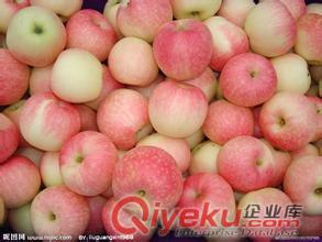 嘎拉蘋果求購、請到山西優(yōu)質(zhì)嘎拉蘋果產(chǎn)業(yè)基地、批發(fā)、直銷