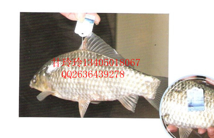 水產防偽吊牌二維碼溯源標簽-魚吊牌標志甲魚吊牌批發