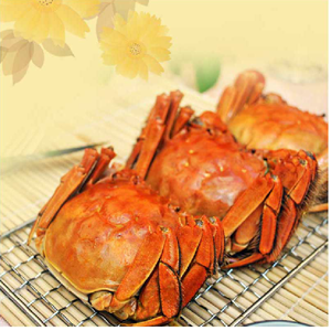 供應 陽澄湖大閘蟹