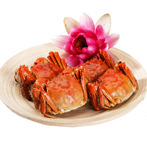 供應 陽澄湖大閘蟹
