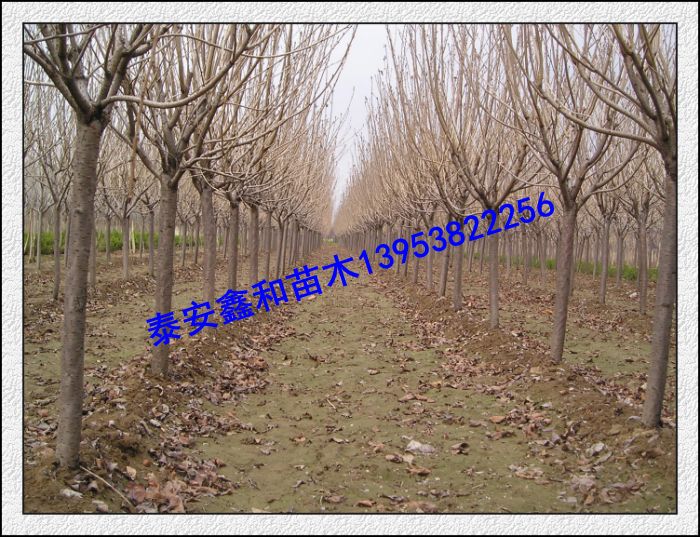 供應鑫和3-4-5-6-7-8-9-10-12-15公分（優質）櫻花原始圖片2