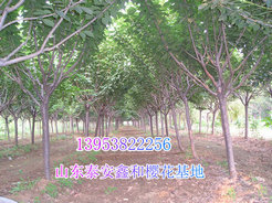 山東泰安櫻花