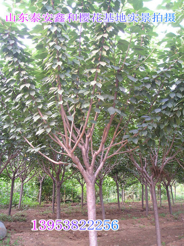 櫻花價格