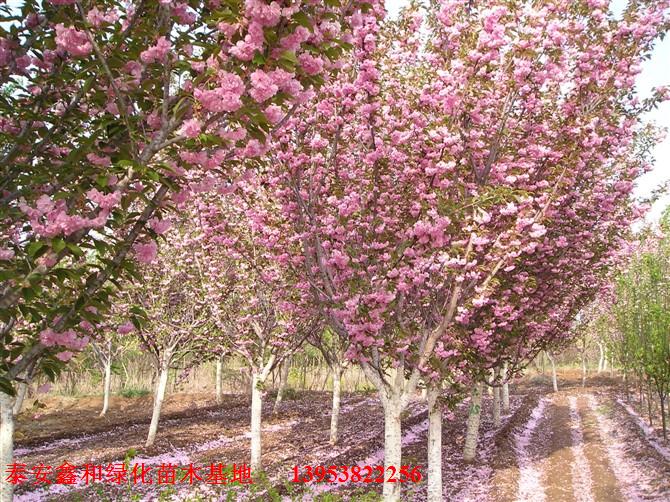 櫻花基地|早櫻基地|晚櫻基地|櫻花種植基地|櫻花苗木基地