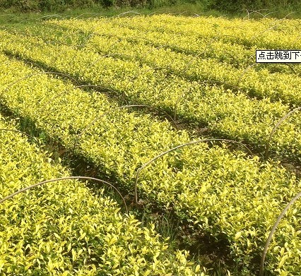 出售黃金芽茶苗