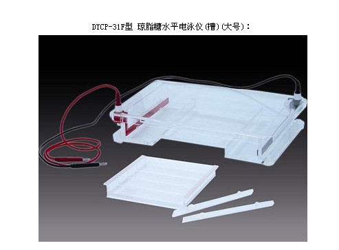 DYCP-31F型廣州{dj2}代理瓊脂糖水平電泳儀槽大號