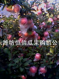 供應濰坊紅富士蘋果