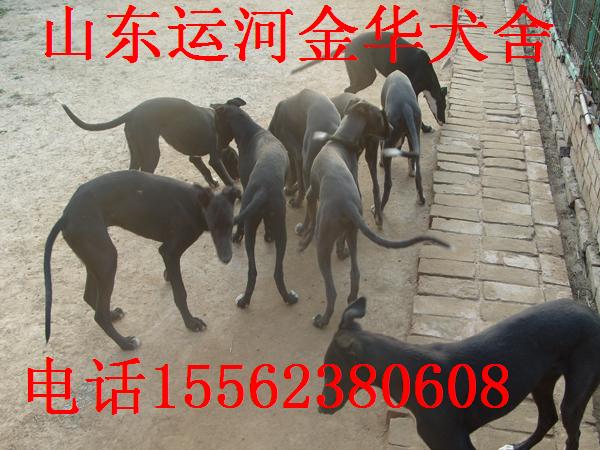 山區獵兔惠比特犬-格力犬幼犬價格