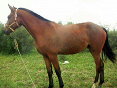  供應東莞出租旅游專用馬車 馬匹原始圖片2