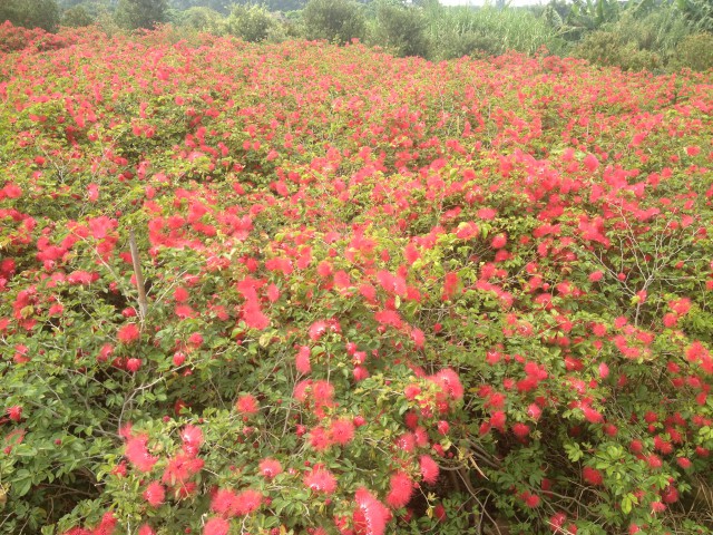 红粉扑花,广州色块苗