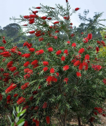 紅烏桕,廣州樹苗價格