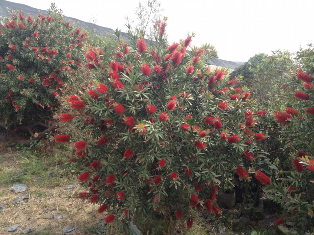 七彩大紅花球,廣州色塊苗