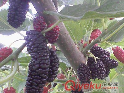 果桑苗