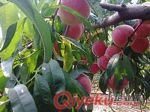 山東晚熟桃品種