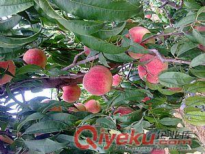 山東桃樹(shù)品種