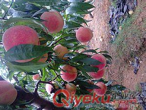 晚熟桃樹(shù)苗