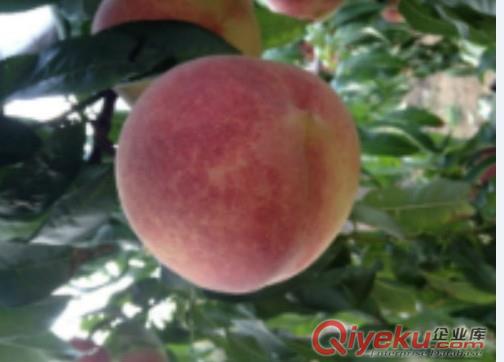 冬桃品種