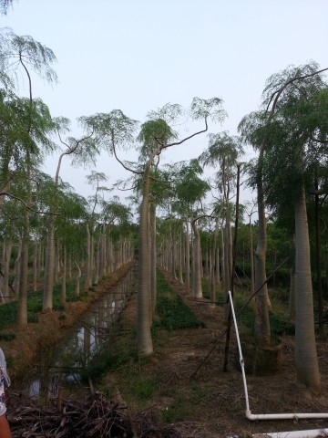 广州象腿树种植场