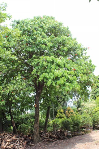 南沙假蘋婆種植場(chǎng)