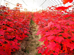 供應美國紅楓|美國紅楓價格|紅楓|美國紅楓廠家|美國紅楓樹苗