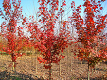 供應美國紅楓|美國紅楓價格|紅楓|美國紅楓廠家|美國紅楓樹苗