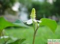 复方鱼腥草糖浆