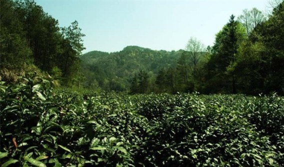 大別山黃芽