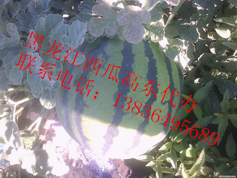 黑龍江西瓜/東北西瓜