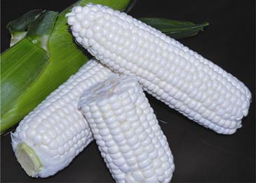 彩糯玉米