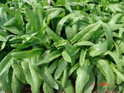 白梗圓葉莧菜