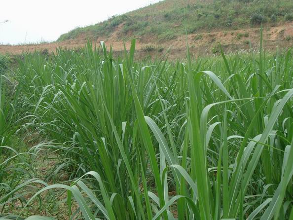 南宁央大大量供应台湾甜象草根茎