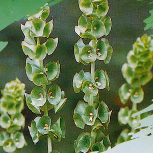 雛菊網供應貝殼花種子