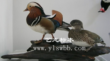 動物標(biāo)本、場景裝飾、教學(xué)標(biāo)本、鳥類標(biāo)本